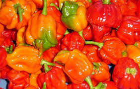 13. Piment de Mamou 100 g