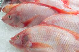 15. Tilapia Rouge 1kg