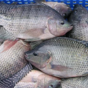 16. Tilapia Noir 1Kg