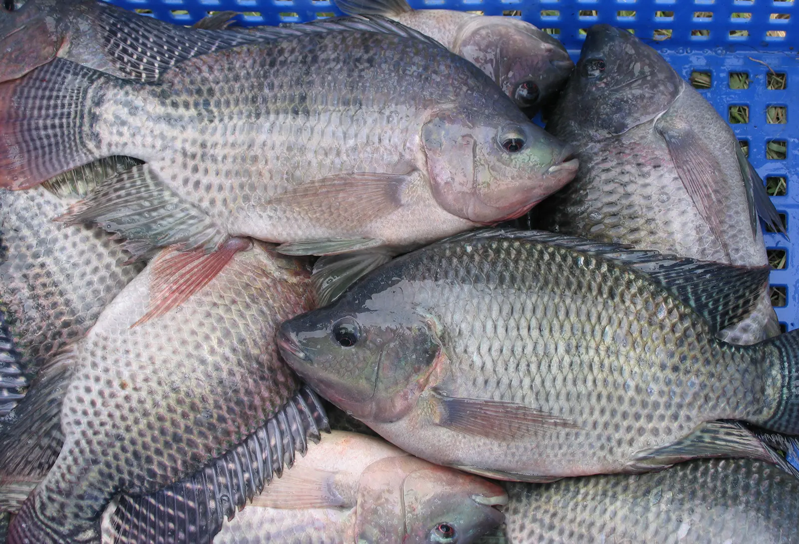 16. Tilapia Noir 1Kg